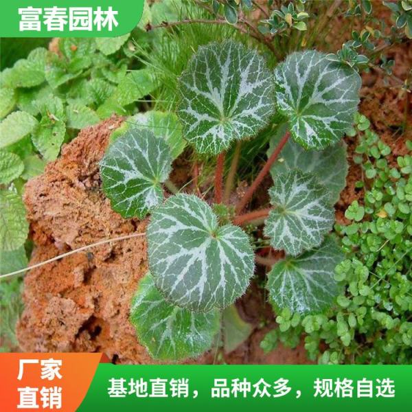 虎耳草