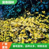 迎春基地种植 别名小黄花 金腰带 黄梅 清明花 花坛造景绿化