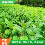 無(wú)盡夏八仙花 繡球變種 新品種 喜光 耐寒 園林花海造景苗