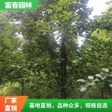 彩叶豆梨克利夫兰优 各种长势喜人 景区园林绿化造景工程苗