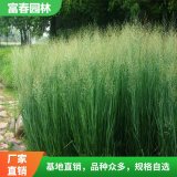 柳枝稷 花镜花坛配植色块材料 园林造景庭院绿化观景植物