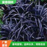 花镜植物 黑龙扁穗沿阶草 黑麦冬常绿彩色地被植物