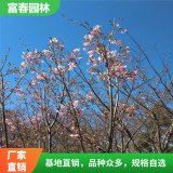 出售緋紅晚櫻 自然風景區(qū)山區(qū)景觀配植 城市公園園區(qū)綠化花苗