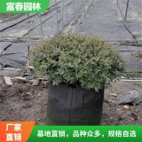 苗圃基地先令冬青 庭院道路籬笆圍墻植物 四季常青