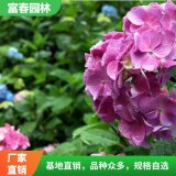 八仙花 長勢喜人 基地種植 園林工程綠化 花壇花鏡觀花品種