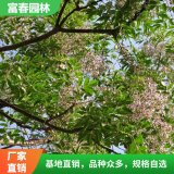 常年供應苦楝 苦楝苗 自產(chǎn)自銷 基地種植 園林綠化工程苗木