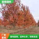 基地出售自由人槭 阿姆斯特朗 秋色紅艷 公園造景工程打造苗木