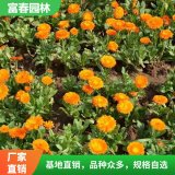 基地種植 供應(yīng)金盞菊 金盞菊苗 品種全 庭院綠化工程