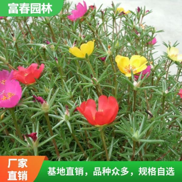 太陽(yáng)花