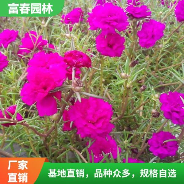 太陽(yáng)花