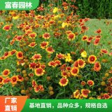 苗圃出售 天人菊 花海工程打造 道路色块绿篱绿化工程苗