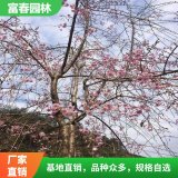 供應八重紅枝垂櫻 庭園園林造景植物 道路綠化工程苗木