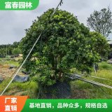 出售楊梅常綠喬木移栽樹(shù) 園林 工程綠化苗木果樹(shù)栽植