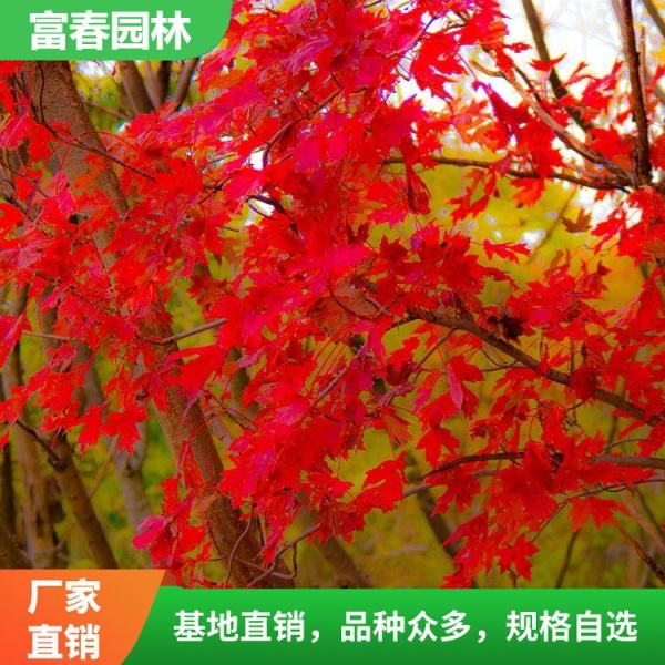 紅花槭白蘭地寶號