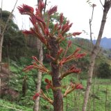 紅葉椿小苗 紅葉牽頭春 城市綠化 風景園林 庭院綠地觀賞樹種