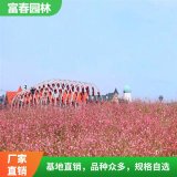 紫叶千鸟花 青叶千 鸟花 山桃草 盆栽 绿化行道观花 品种