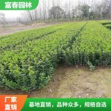 大量供應(yīng)大葉黃楊 行道造景樹 各種規(guī)格 綠化工程苗