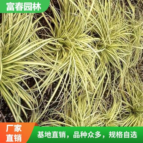 金叶苔草