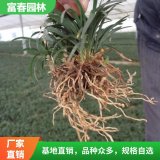 常年供应麦冬草 基地种植 园林绿化工程 花坛花镜镶边配植