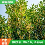 工程 园林 绿化苗木桂花树 行道树 景区园林观花造景配植