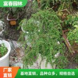 基地平枝栒子苗 景區(qū)園林庭院綠化工程苗 行道風(fēng)景樹