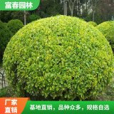 大量供应金边黄杨 金边黄杨苗 冬青绿篱 四季常青绿化植物