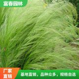 各种规格细叶画眉草花境植物 加仑盆苗 庭院绿化配植 切花材料