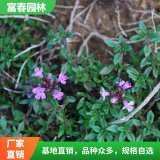 苗圃出售 百里香 景区园林地被色块绿化工程苗 花坛花镜镶边