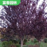 常年供應(yīng)紫葉李 紫 葉李苗 基地種植景區(qū)綠化 園林裝飾樹(shù)木