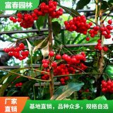 常年供应紫 金牛 基地苗木种植 基地发货花镜配植 庭院绿化苗木