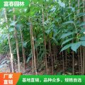 出售杜仲 藥用材可用樹(shù) 山林地被栽培 庭院園林綠化苗