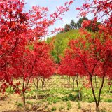 基地出售 各種規(guī)格紅楓 庭院小區(qū)道路觀賞性種植 園林綠化造景風(fēng)景樹(shù)