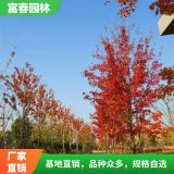 苗圃出售紅花槭 卡匹克 喜陽(yáng)耐寒 園林綠化行道樹 觀景樹