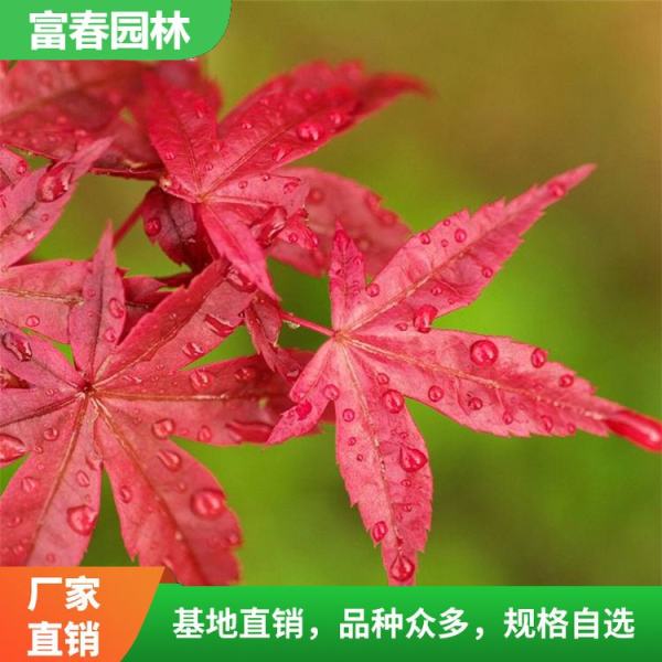 紅花槭卡匹克