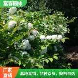 出售 木香花 景區(qū)園林庭院造景花苗 市政新農(nóng)村綠化工程苗