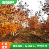 出售叢生五角楓苗 別墅景區(qū)園林綠化工程樹 公路旁行道樹