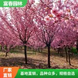 臘梅苗基地 獨(dú)桿 叢生紅梅苗 美人梅苗 行道綠化 庭院觀花