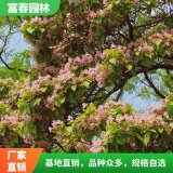 绿化苗木楸树 自产自销 基地种植 庭院绿化苗木 花坛花镜列植