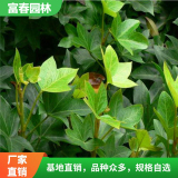 大量供應(yīng)各種規(guī)格熊掌木花境植物 園林景區(qū)綠化工程苗