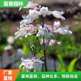 吊 钟柳 吊钟柳苗 景区园林庭院绿化观花工程苗