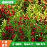 紅王子錦帶 觀賞 庭院種植 色塊苗 園林綠化 花期長 綠籬圍墻