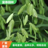 出售小盼草 大小杯苗 庭院小區(qū)景觀綠植 花壇園林綠化工程用草