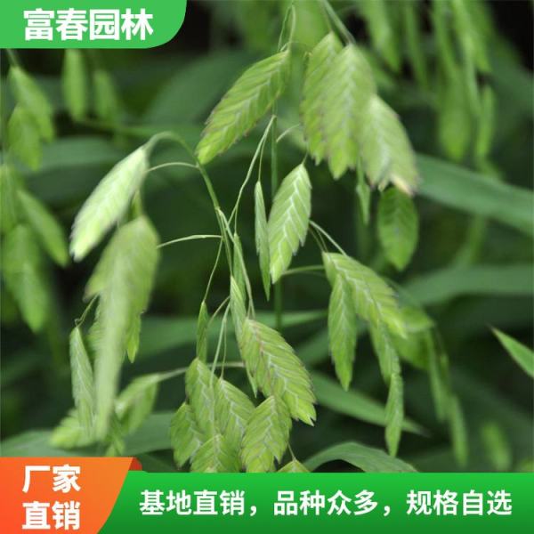 小盼草