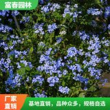 藍(lán)雪花花境植物 景區(qū)庭院綠化造景配植 地被色塊花壇鑲邊配植