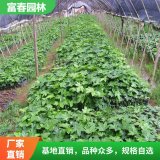 八角金盘观叶植物 基地种植 别名八手 手树 金刚纂