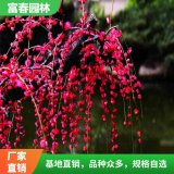 垂梅基地 重瓣紅花垂枝梅 庭院觀賞樹 園林綠化苗木