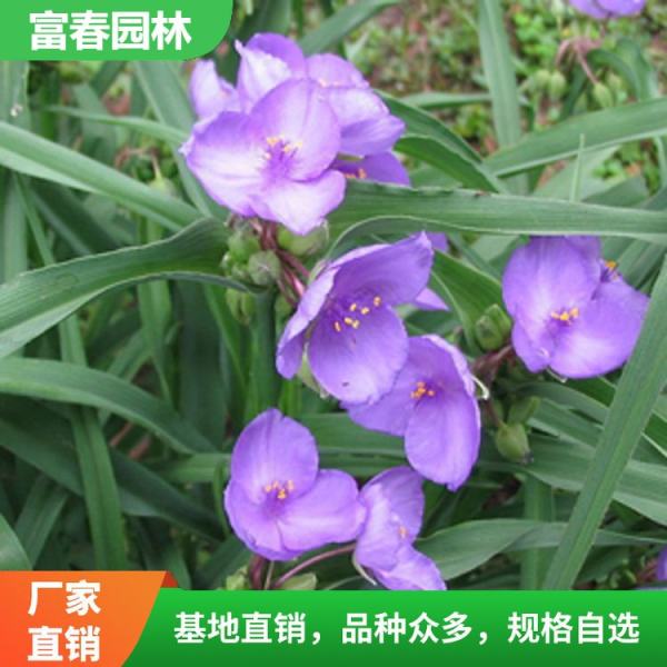 紫露草價(jià)格