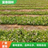 出售五彩錦帶花直徑 15-20公分樹苗 庭院 園林別墅布景綠植