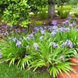 鳶尾苗 濕地公園造景綠化種植 花壇花鏡租擺景區(qū)園林觀賞