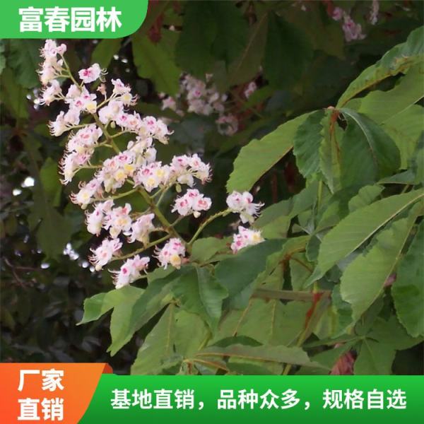 歐洲七葉樹家園黃花